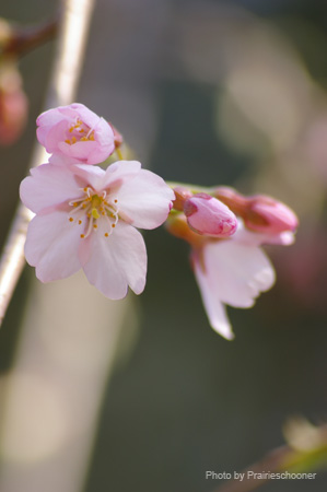 IMGP0025