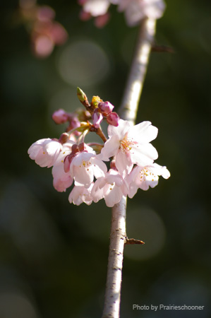 IMGP0054