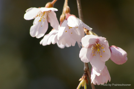 IMGP0066