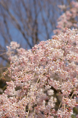 IMGP0069
