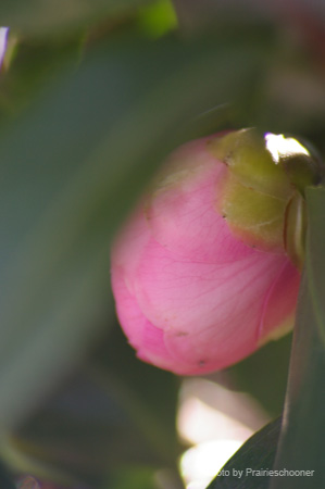 IMGP0100
