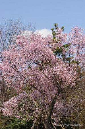 IMGP0103