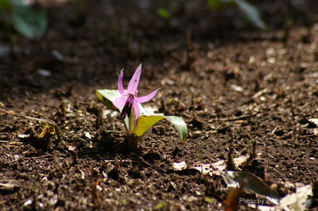 IMGP0129