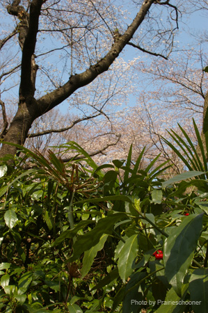 IMGP0271