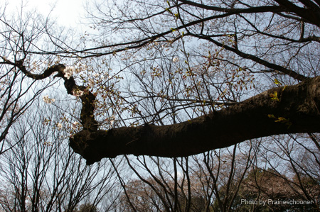 IMGP0274