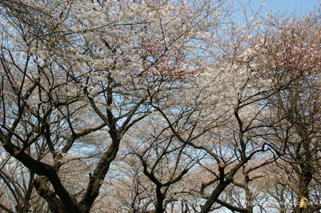 IMGP0287
