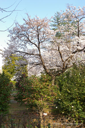 IMGP0306