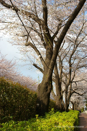 IMGP0311