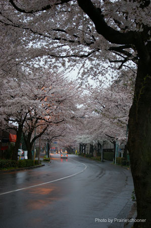 IMGP0331