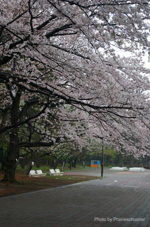 IMGP0354