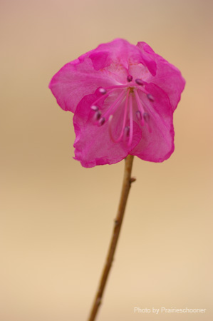 IMGP5617
