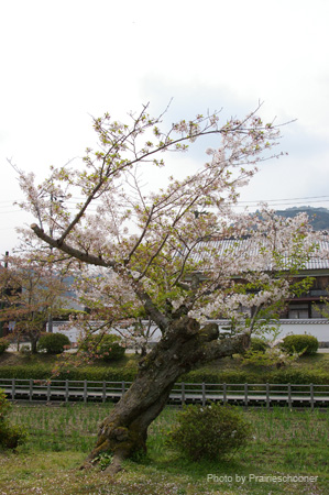 IMGP0707