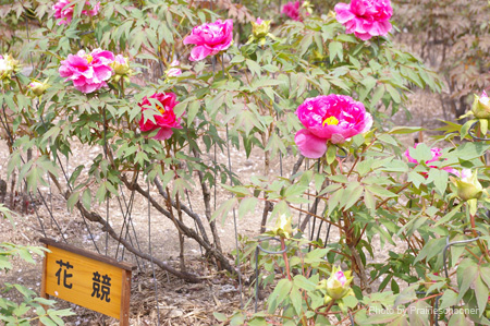 IMGP0709