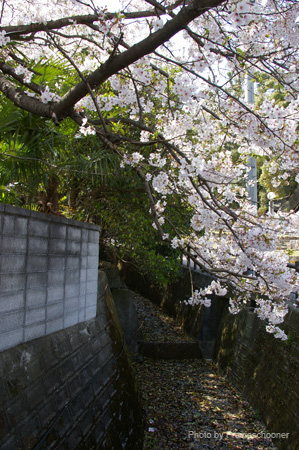 IMGP0489