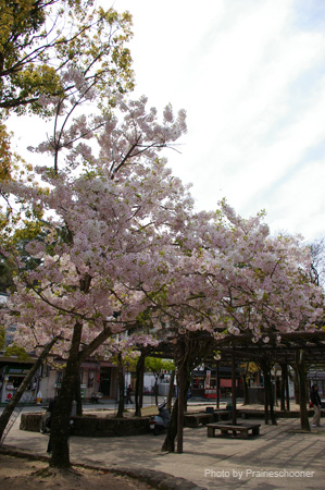 IMGP0523