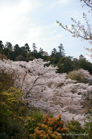 IMGP0578