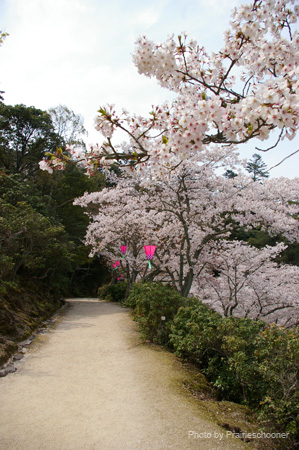 IMGP0581