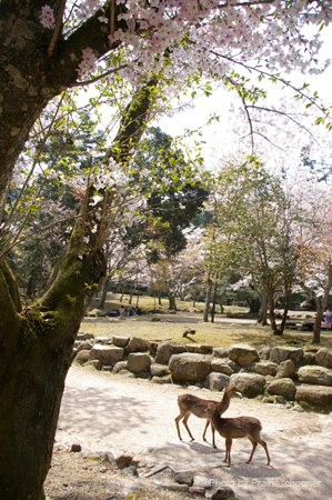 IMGP0602
