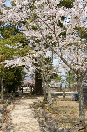 IMGP0606