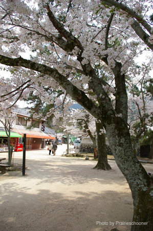 IMGP0611